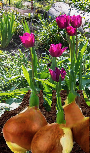 bollen tulpen